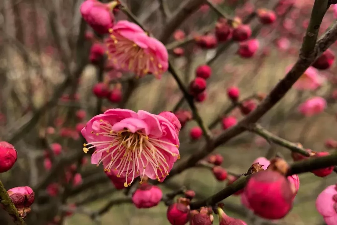 ����app�콢(�й���)_�������Ź���